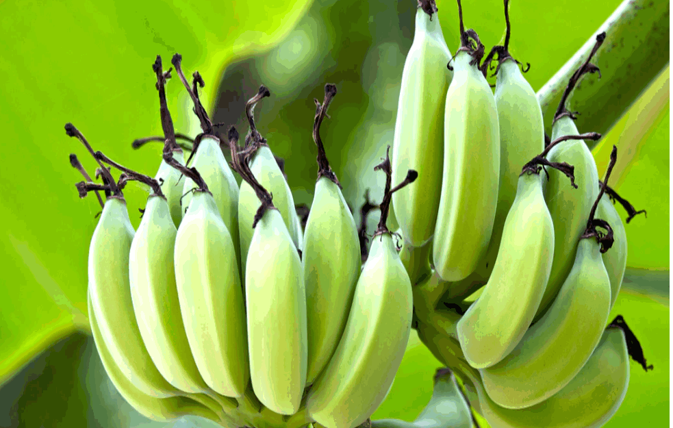 Banane su najbolje za snižavanje pritiska tvrde <span style='color:red;'><b>nutricionisti</b></span>